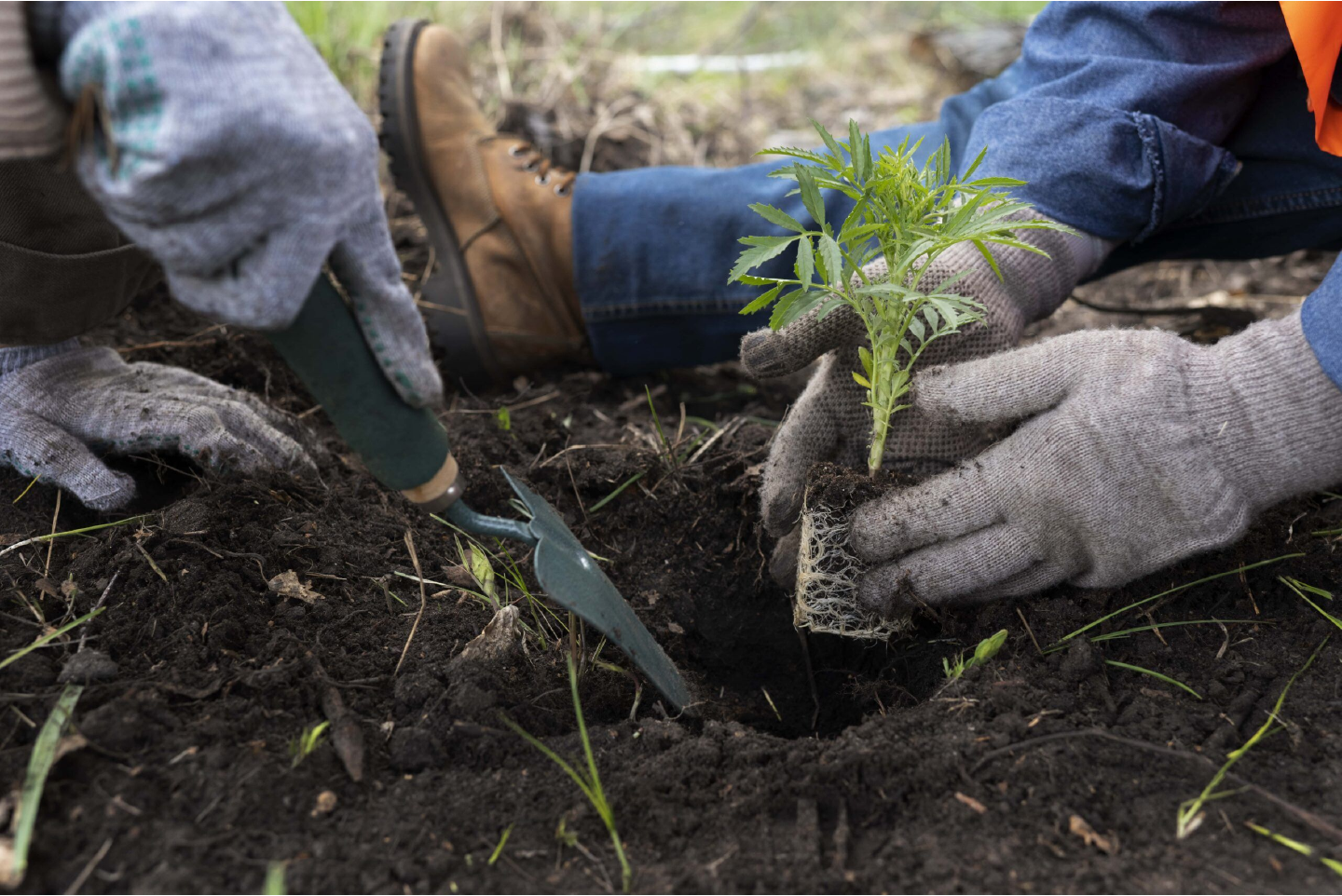 Rehabilitación ecológica